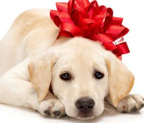 White Labradore with red Gift Bow White Labradore with red Gift Bow