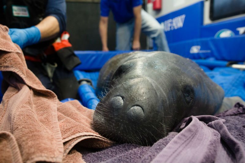 Endangered Manatee 