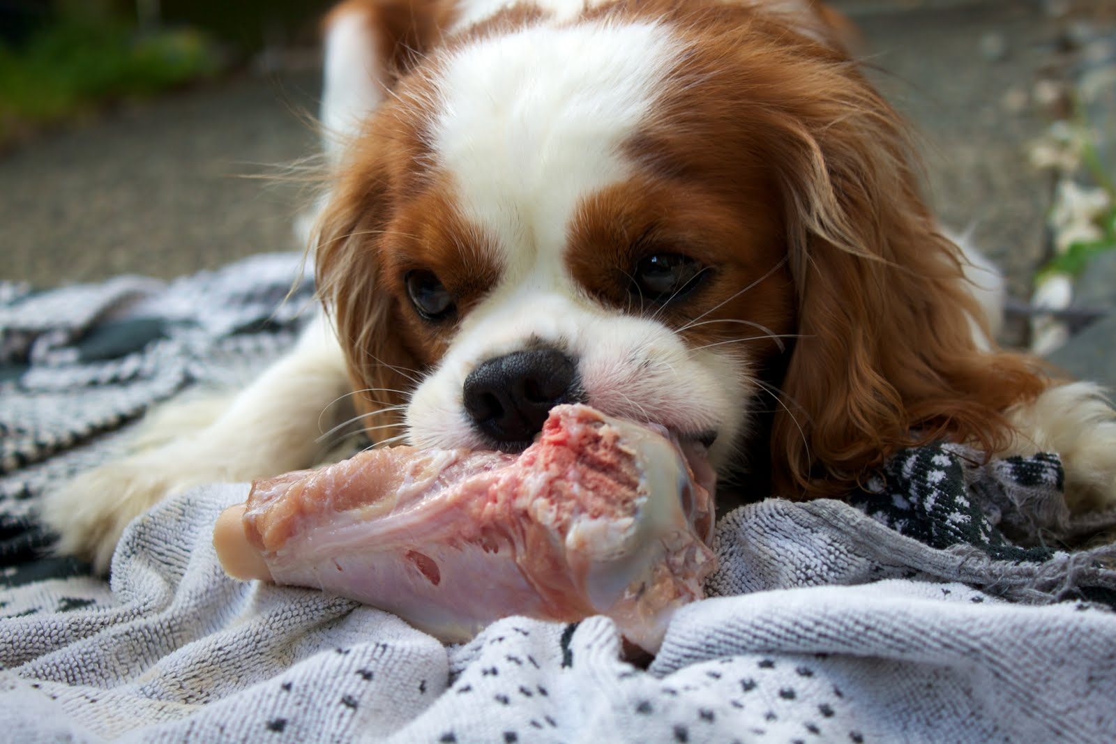 Dog with a bone