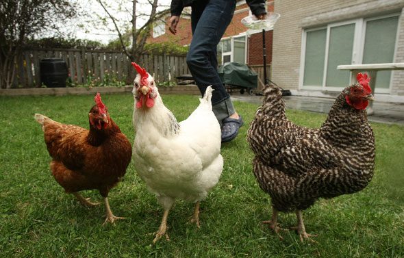 Backyard Chooks