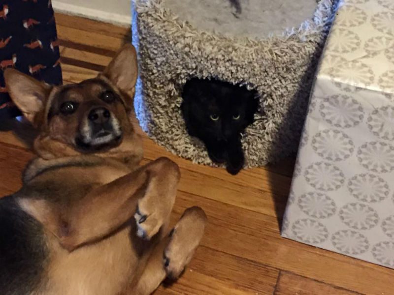 Dog and cat
