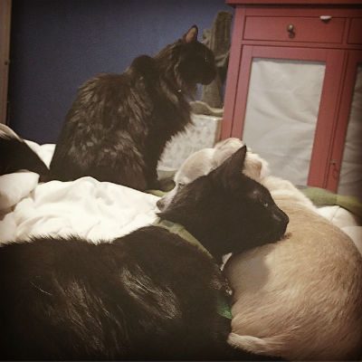 2 black cats
