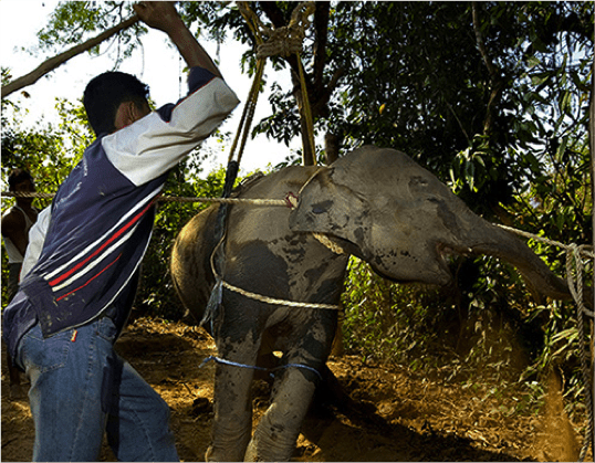 Abuse of Elephants 