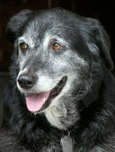 Keeping Our Senior Pets Comfortable This Winter