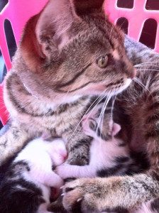 stress in kittens
