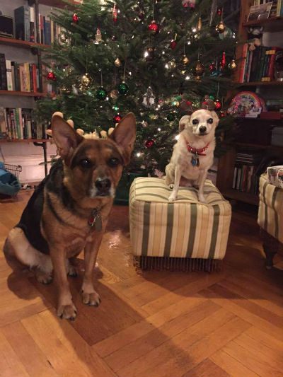 Dogs See Us As Family