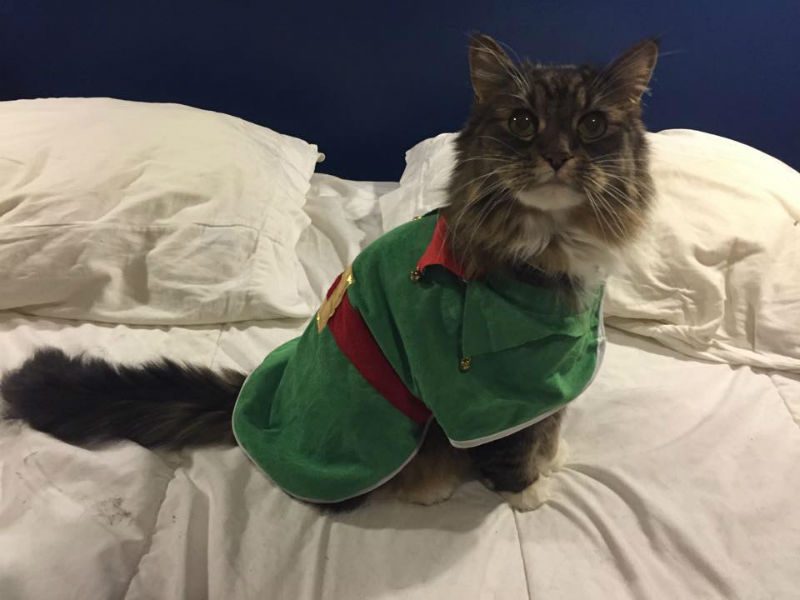 Cat with Santa outfit