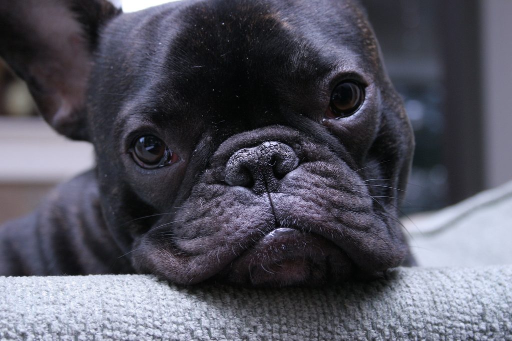 Lesbian Pets - Have A Dog To Walk? Borrow A Neighbours.