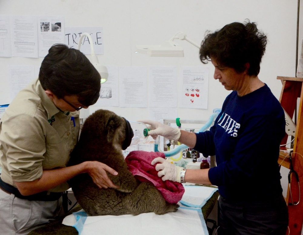 DR. KATE BODLEY (MELBOURNE ZOO) AND VALERIA RUOPPOLO TREAT A KOALA INJURED IN THE 2016 BUSHFIRES. © IFAW DR. KATE BODLEY (MELBOURNE ZOO) AND VALERIA RUOPPOLO TREAT A KOALA INJURED IN THE 2016 BUSHFIRES. © IFAW