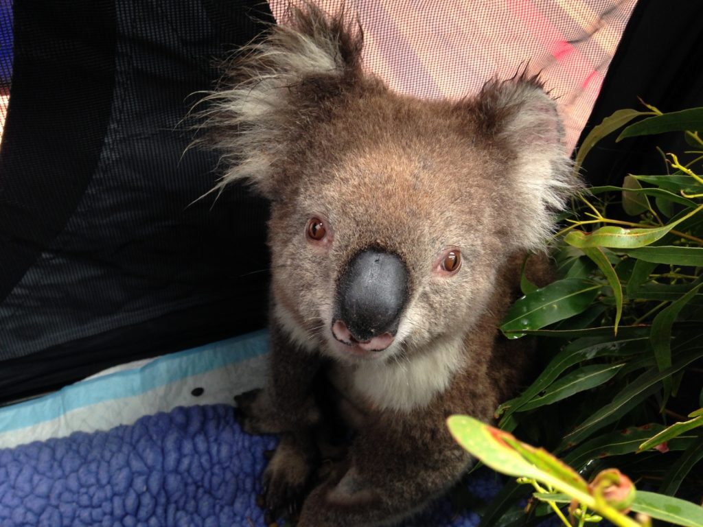Baby Koala Baby Koala