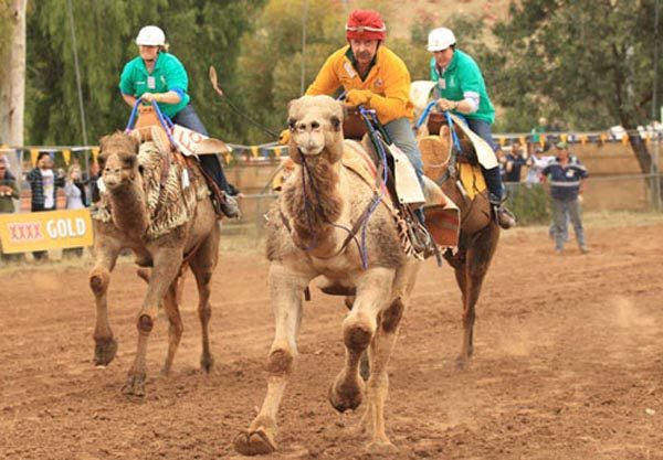 Alice Springs Camel Cup Alice Springs Camel Cup