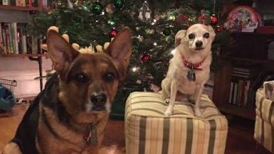 Dogs See Us As Family