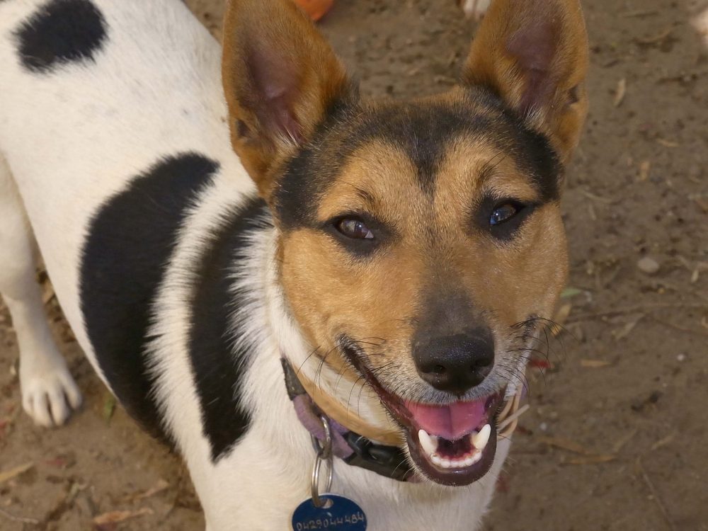 Meet Bobby Dove a lovable pup that needs a home Meet Bobby Dove a lovable pup that needs a home