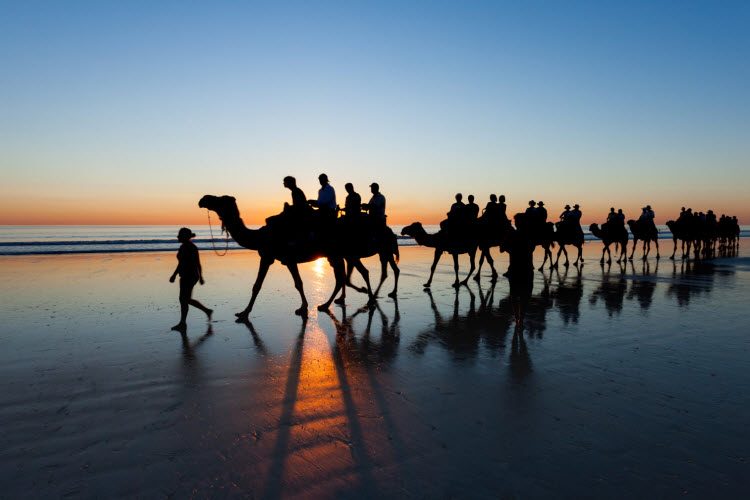 Camels on Cable Beach WA Camels on Cable Beach WA